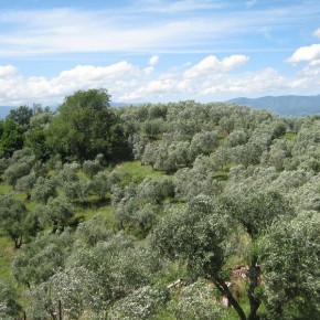 PISTOIA, 24 NOVEMBRE. Incontro formativo per operatori della filiera oleo-olivicola  Il 13 dicembre entrano in vigore nuove regole: i tecnici Coldiretti spiegano le novità agli operatori di Pistoia, Quarrata, Serravalle Pistoiese, Agliana e Montale