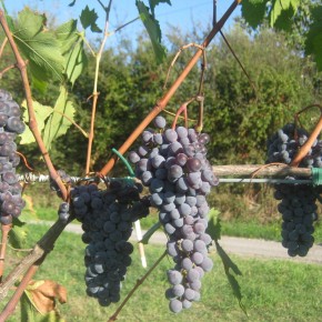 COLDIRETTI PISTOIA: SCORRERÀ MENO CARTA INUTILE TRA LA VIGNA ED IL BICCHIERE