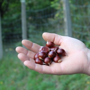 CASTAGNE. Produzione in ripresa anche a Pistoia,   ma siccità, cinipide, cinghiali e concorrenza sleale frenano la castanicoltura     COLDIRETTI: frutti piccoli (ma buoni) ancora sugli alberi  Una volta a terra, sarà una corsa contro il tempo per sottrarli ai cinghiali