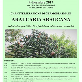 TORNEREMO A PRODURRE ARAUCARIA? INCONTRO IL 4 DICEMBRE IN COLDIRETTI   La pianta d'alto fusto, a seguito di una modifica normativa, ha subìto un drastico calo produttivo a Pistoia     Uno studio potrebbe ridare vigore alla coltivazione in vivaio