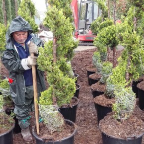 FORMAZIONE. A Pistoia corso gratuito per conduzione vivai  Riservato a disoccupati o inoccupati è finanziato da Regione Toscana