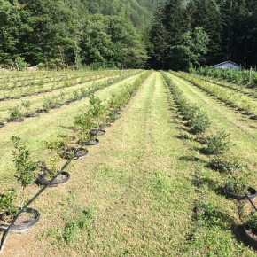 APPUNTAMENTO. Festa 'Di more, lamponi, mirtilli e... stelle cadenti'  Il 10 agosto sulla montagna pistoiese si inaugura l'azienda agricola 'La Foresta del Teso'  La festa 'Di more, lamponi, mirtilli e... stelle cadenti' rientra nell'ambito del progetto targato Coldiretti Pistoia, col contributo della Camera di Commercio di Pistoia