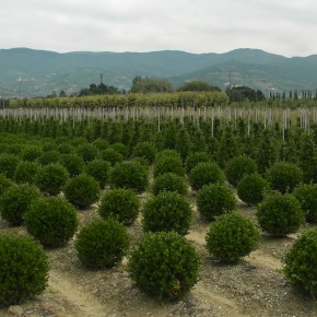 VIVAISMO. MANOVRA: COLDIRETTI PISTOIA, BENE CONFERMA BONUS VERDE AL 36%