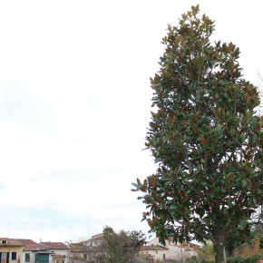 Una magnolia di 35 anni alla scuola Roccon Rosso  Regalo della Vivai Panconi di Pistoia, impresa agricola della rete Coldiretti