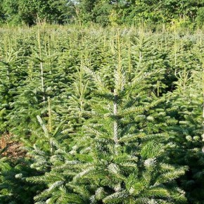 Aspettando il Natale. ALBERI NATURALI NON SPELACCHIATI E STELLE PESCIATINE     Coldiretti invita a comprare le produzioni pistoiesi targate Campagna Amica