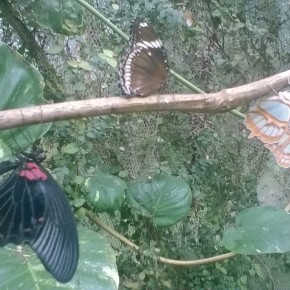 Casa delle Farfalle: “spuntano” le Morpho Blu e le Caligo.  Aria di primavera allo Storico Giardino Garzoni di Collodi.