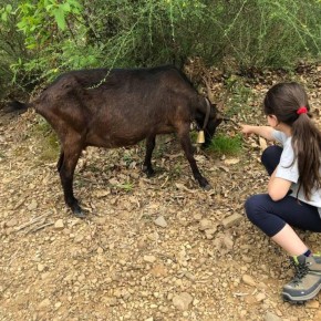 Sulla Montagna Pesciatina a vivere la transumanza   Bellandi e Giurlani “Sono iniziative molto suggestive che esaltano la vocazione naturalistica del territorio”       11 e 12 Maggio, Montagna Pesciatina