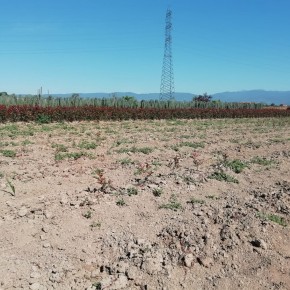 NUOVO FURTO NEI VIVAI. 1200 PHOTINE SCOMPARSE ALLE PORTE DI PISTOIA Coldiretti: perdita per l’impresa agricola è immediato, ma anche prospettico Portato via ‘un campo di calcio’ di photinie