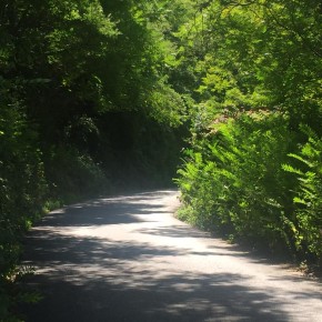 Non tagliano l'erba in montagna sulle strade provinciali, Giurlani chiede rispetto per la sicurezza dei cittadini