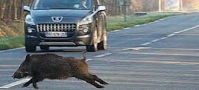 CINGHIALI: COLDIRETTI, AUTOSTRADA CHIUSA CON 10MILA INCIDENTI/ANNO Conferma enormita’ di fenomeno animali selvatici che e’ diventato emergenza nazionale