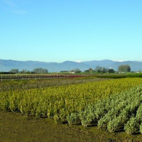 Legge di bilancio in progress. Non solo bonus verde     Da un emendamento un nuovo riconoscimento alla valenza del vivaismo