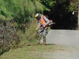 Comune di Pescia. Ordinanza n. 54 del 13.02.2020  Modifica provvisoria della circolazione per la pulizia e taglio erba dal 17 al 20.02.2020