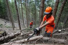 CORONAVIRUS: COLDIRETTI, BENE VIA LIBERA A SELVICOLTURA IMPORTANTE PER FARE LEGNA E COMBATTERE INCENDI