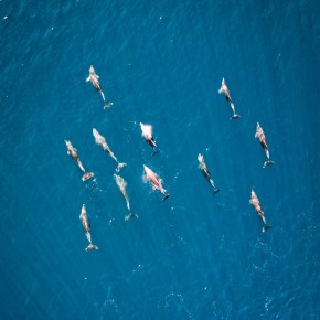 VIAGGIO NEL BLU DELL’ISOLA D’ELBA  Da domenica 26 luglio al via le escursioni dedicate  al ritorno della foca monaca e agli avvistamenti di delfini e balenottere  nel Santuario internazionale dei mammiferi marini
