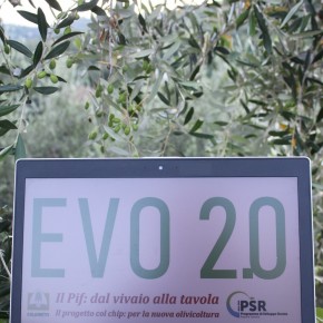 OLIO E FRANTOIANI: giovane innovatore e portatore di esperienza insieme     Da tradizione e innovazione nascerà l’extravergine del Pif Evo 2.0     Continuano le attività del Progetto integrato di filiera  EVO 2.0: dal vivaio alla tavola