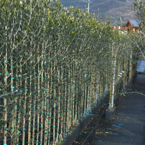 Confagricoltura replica a Coldiretti ribadendo la divergenza di vedute su come promuovere le produzioni di olivi pesciatine  Niente contro il distretto floricolo, ma non è specializzato nel vivaismo olivicolo e non è solo della Valdinievole