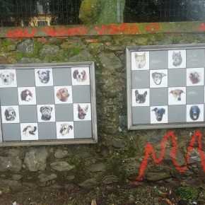 Spray vandalico al muro degli animali a Pescia     Guidi “Gesto deprecabile, il comune provvederà a ripulirlo”