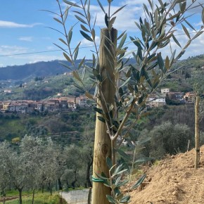 Filiera dell’extravergine toscano: dalla potatura ai nuovi impianti  Il 29 marzo si va in uliveto, nuovo appuntamento con la formazione del PIF EVO 2.0     PER IMPRESE AGRICOLE: partecipazione gratuita, posti limitati, occorre prenotarsi