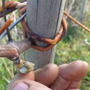 VITIGNI BRUCIATI DAL GELO. Persa oltre la metà della produzione di uva nel pistoiese  Le prime stime di Coldiretti: i vitigni di Sangiovese i più colpiti     Disastro per gli ortaggi: anche sotto serra le piante si ‘afflosciano’ per la ghiacciata  Impatto pure sulle piante ornamentali