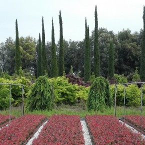 Florovivaismo: ecco il piano Coldiretti per il rilancio del settore