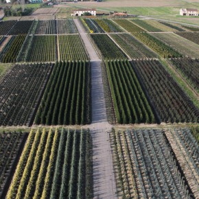 VIVAISMO. Il ruolo del Giardino d’Italia per attenuare gli effetti del riscaldamento globale     COLDIRETTI PISTOIA. Consumo del suolo, poco verde urbano, inquinamento, eventi meteorologici estremi sono effetti e cause del cambiamento climatico     In Italia: cementificazione avanza ad un ritmo di 2 metri quadrati al secondo