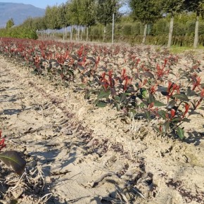 LADRI DI PIANTE. Nuova serie di furti nei vivai pistoiesi  Dalle photine, ai cipressini, alle magnolie da ripiantare:  danni immediati e prospettici per i produttori  Un danno enorme: le piante stipate in un bagagliaio valgono fino a 15 mila euro     Coldiretti: furti sistematici e organizzati da ‘professionisti’