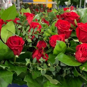 SAN VALENTINO. Le fronde per i bouquet di rose parlano’ pesciatino’