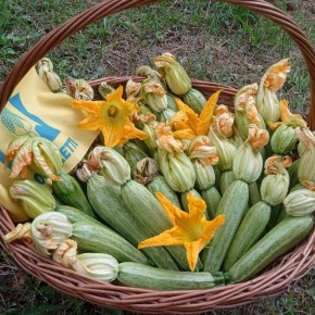 LE ZUCCHINE ESTIVE? SI RACCOLGONO NELLA FORESTA DEL TESO A 1000 METRI DI QUOTA