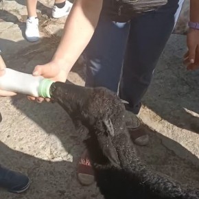 AGNELLINA SBRANATA A FORROTTOLI IN PIENO GIORNO Coldiretti. L’ipotesi più plausibile è che sia stata mangiata da un lupo