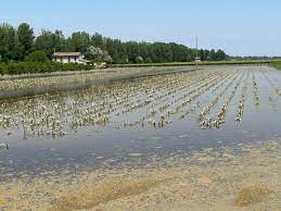 CALAMITA’: COLDIRETTI TOSCANA, ONLINE MODULI E MODALITA’ COMPILAZIONE PER CITTADINI ED IMPRESE DANNEGGIATE DA ALLUVIONE  Le aziende agricole dovranno invece sia effettuare la segnalazione sul portale Artea, sia compilare il modulo online C1 messo a disposizione dal Dipartimento Nazionale.