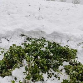 LA NEVE D’APRILE NON FA BENE ALL’ERBA MEDICA DI MONTAGNA A PISTOIA LE POSSIBILI GELATE ALLARMANO TUTTI GLI AGRICOLTORI: DAI VIVAISTI AI VIGNAIOLI