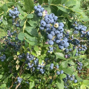 FINE SETTIMANA A FILIERA CORTA. MIRTILLI APPENA COLTI AL MERCATO CAMPAGNA AMICA E AGRIPIZZERIA AD ARCIGLIANO Il Sottobosco ed Il Podere dei Sogni, due aziende della rete Coldiretti,  arricchiscono l’offerta alimentare per i pistoie