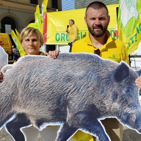 CINGHIALI. COLDIRETTI: AREE COLTIVATE NON DEVONO ESSERE VOCATE AI CINGHIALI; E DALLA GIUNTA TOSCANA ARRIVANO LE PRIME RISPOSTE