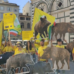 CINGHIALI: UN MESE IN PIU’ PER CACCIARE  E PRELIEVI IN SELEZIONE FINO ALLE 24 CON VISORI NOTTURNI  Coldiretti Pistoia. Bene la Regione, ma la mobilitazione contro l’eccesso di selvatici continua