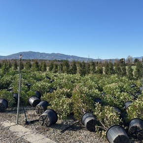 PIANTE ORNAMENTALI STESE DAL VENTO NEI VIVAI PISTOIESI  Aumentano gli alberi che cadono nei centri urbani: più 30% a Pistoia.