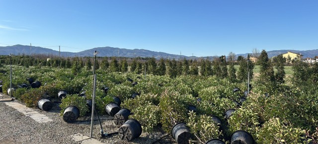 PIANTE ORNAMENTALI STESE DAL VENTO NEI VIVAI PISTOIESI  Aumentano gli alberi che cadono nei centri urbani: più 30% a Pistoia.