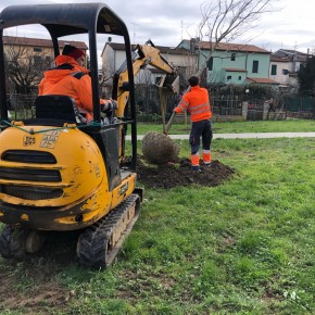 Aree a verde Bonelle 80, in arrivo nuovi alberi e arredi  Complessivamente saranno 28 le piante messe a dimora all’interno dello spazio a verde oggetto di recenti e importanti interventi