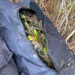 FURTI NEI VIVAI ORNAMENTALI. COLDIRETTI, DENUNCIARE ANCHE QUELLI PICCOLI Piante rinvenute in borsoni