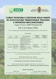 COME SI POTANO (da terra) GLI ULIVI PREDISPOSTI PER LA RACCOLTA MECCANIZZATA? Giovedì 6 marzo dimostrazione ‘in campo’, alle 11.30 Ultimo giorno della formazione di tre giorni su come ‘accudire’ l’uliveto