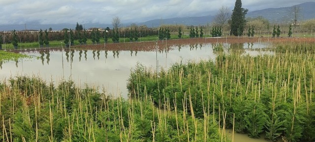 Maltempo. La pioggia ha lascito il segno in collina ed in pianura Una slavina porta via le serre di piante grasse a Forrottoli A macchia di leopardo danni anche nei vivai ornamentali in pianura Coldiretti attiva per supportare le aziende agricole