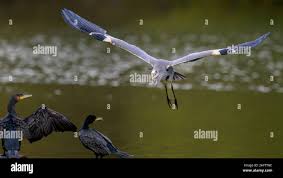 CAPECCHI (FDI) “ La proliferazione dell’Airone Cenerino e del Cormorano in Toscana mette a rischio il nostro patrimonio ittico e la conservazione della biodiversità”.